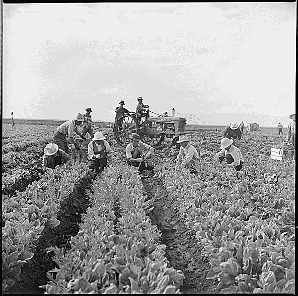 Tule Lake Relocation Center, Newell, California. Harvesting spinach. National Archives.
