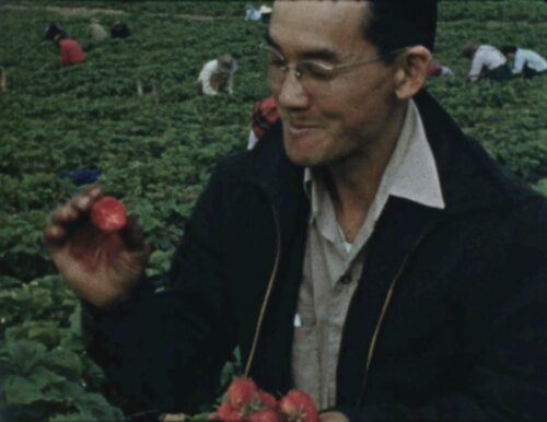 In a strawberry field, a middle aged Japanese American man wearing glasses looks down proudly at a bitten strawberry in his hand.
