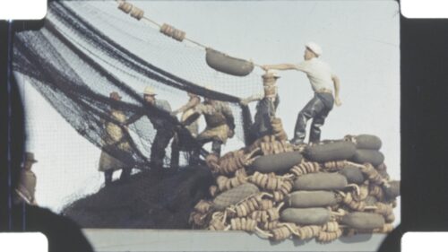 On a ship, a crew of six Japanese American fishermen pull in a wide net while standing upon a pile of boueys and rope.