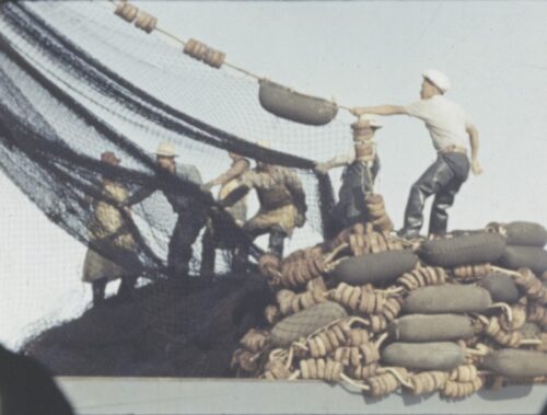 On a ship, a crew of six Japanese American fishermen pull in a wide net while standing upon a pile of boueys and rope.