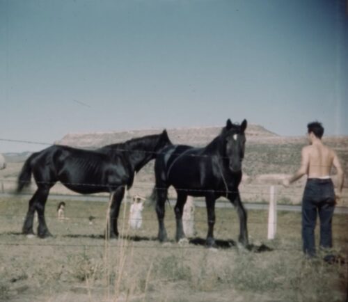 A shirtless Japanese American man, facing away from camera, cautiously approaches two massive black stallions that stand within a fenced, grassy plain. The man's wife, daughter, and son can be seen watching, very far away in the background.